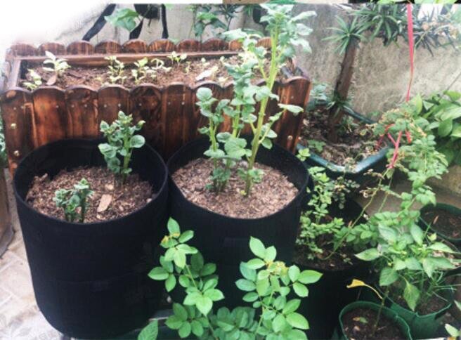 3 size Plant Grow Bags home garden Potato pot greenhouse Vegetable Growing Bags Moisturizing jardin Vertical Garden Bag tools