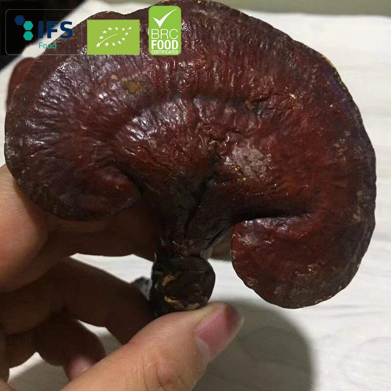 Wilde Reishi Paddestoel (Biologische)/Biologische Gannoderma Liucium Hele Rode Reishi Paddestoel Chinese Gezondheid Kruiden Ling Zhi Poeder