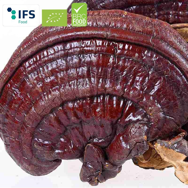 Wilde Reishi Paddestoel (Biologische)/Biologische Gannoderma Liucium Hele Rode Reishi Paddestoel Chinese Gezondheid Kruiden Ling Zhi Poeder