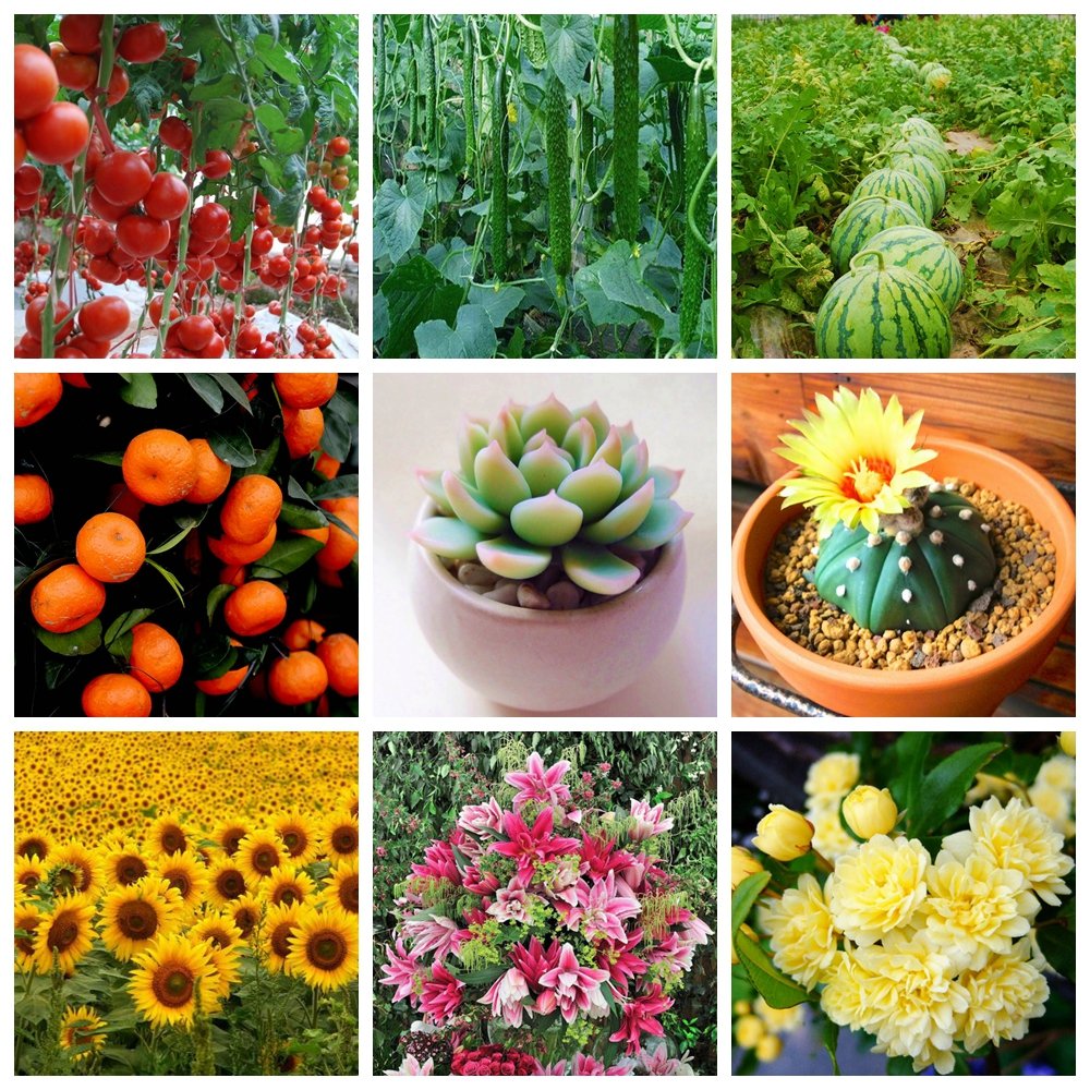 10 G Organische Meststof Mini Pakket Groene Algemene Purpose Veilig En Vervuiling Gratis Gebruik Bloem Plant Voedsel Voor Tuin Bonsai