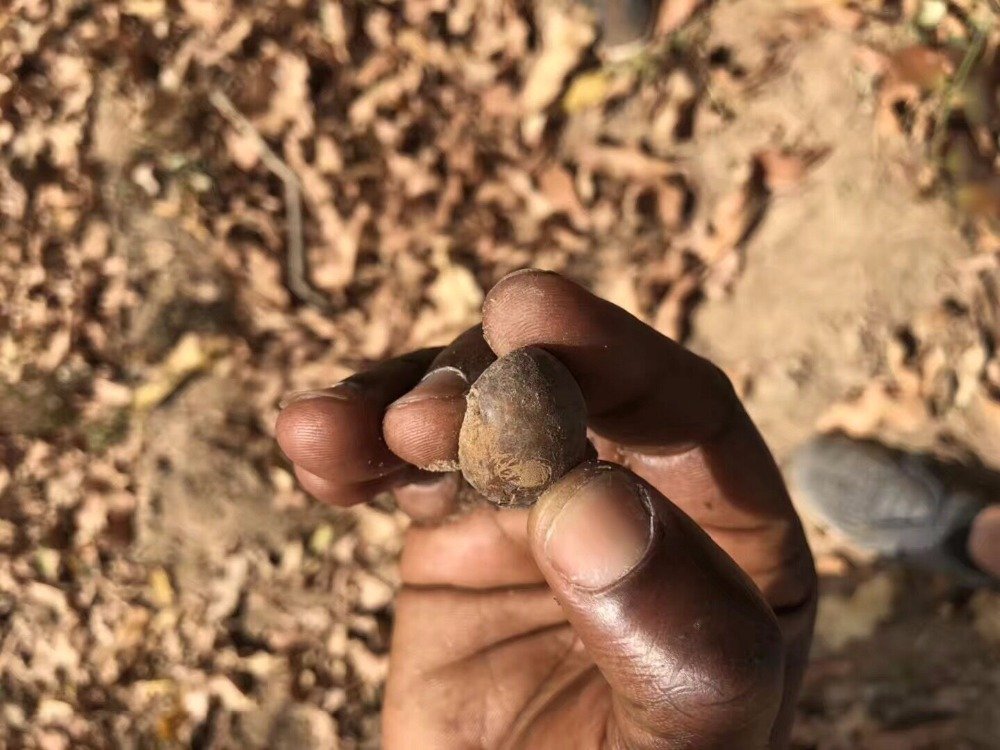Akarz Merk Beroemde Hoge-Kwaliteit Shea Boter Oorsprong West Afrika White Solid Skin Body Gezichtsverzorging Cosmetische Grondstoffen basisolie