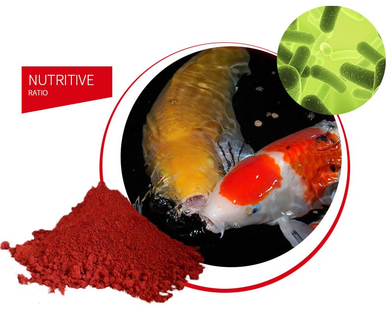 Goudvis Koi-1.5Mm 3Mm 5.5Mm Korrels Spirulina Visvoer Voor Vijver Aquarium Goudvis Koi-1.5Mm 3Mm 5.5Mm Korrels Spirulina Visvoer Voor Vijver Aquarium