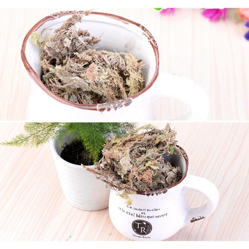 2 Pack Veenmos Tuin Bonsai Voeding Organische Meststof Voor Orchidee Phalaenopsis Musgo Veenmos Bloem Tuin 2 Pack Veenmos Tuin Bonsai Voeding Organische Meststof Voor Orchidee Phalaenopsis Musgo Veenmos Bloem Tuin